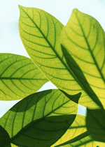 Datacraft Sozaijiten : New Foliage 