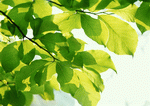 Datacraft Sozaijiten : New Foliage 