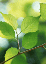 Datacraft Sozaijiten : New Foliage 