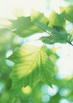 Datacraft Sozaijiten : New Foliage 