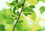 Datacraft Sozaijiten : New Foliage 