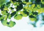 Datacraft Sozaijiten : New Foliage 