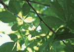 Datacraft Sozaijiten : New Foliage 