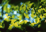 Datacraft Sozaijiten : New Foliage 