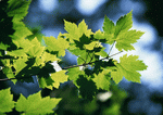 Datacraft Sozaijiten : New Foliage 