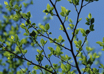 Datacraft Sozaijiten : New Foliage 