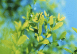 Datacraft Sozaijiten : New Foliage 