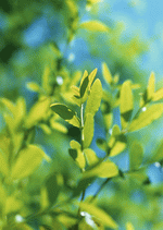 Datacraft Sozaijiten : New Foliage 