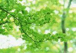 Datacraft Sozaijiten : New Foliage 