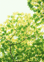 Datacraft Sozaijiten : New Foliage 