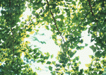 Datacraft Sozaijiten : New Foliage 