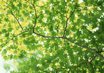 Datacraft Sozaijiten : New Foliage 