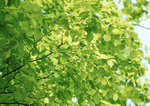 Datacraft Sozaijiten : New Foliage 