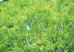 Datacraft Sozaijiten : New Foliage 