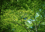 Datacraft Sozaijiten : New Foliage 