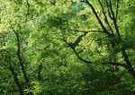 Datacraft Sozaijiten : New Foliage 