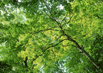 Datacraft Sozaijiten : New Foliage 