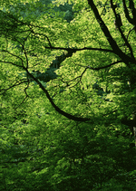 Datacraft Sozaijiten : New Foliage 