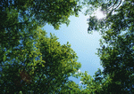 Datacraft Sozaijiten : New Foliage 