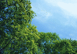 Datacraft Sozaijiten : New Foliage 