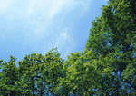 Datacraft Sozaijiten : New Foliage 