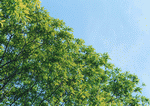 Datacraft Sozaijiten : New Foliage 