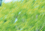 Datacraft Sozaijiten : New Foliage 