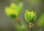 Datacraft Sozaijiten : New Foliage 