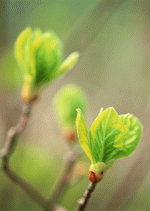 Datacraft Sozaijiten : New Foliage 