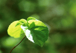 Datacraft Sozaijiten : New Foliage 