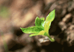 Datacraft Sozaijiten : New Foliage 