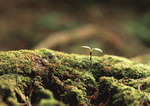 Datacraft Sozaijiten : New Foliage 