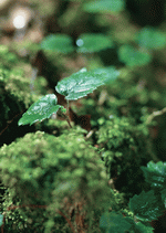 Datacraft Sozaijiten : New Foliage 