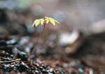 Datacraft Sozaijiten : New Foliage 