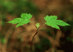 Datacraft Sozaijiten : New Foliage 