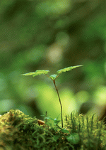 Datacraft Sozaijiten : New Foliage 