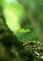 Datacraft Sozaijiten : New Foliage 