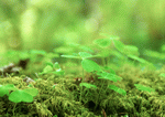 Datacraft Sozaijiten : New Foliage 