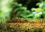 Datacraft Sozaijiten : New Foliage 