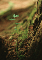 Datacraft Sozaijiten : New Foliage 