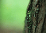 Datacraft Sozaijiten : New Foliage 