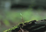 Datacraft Sozaijiten : New Foliage 