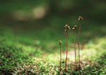 Datacraft Sozaijiten : New Foliage 