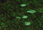 Datacraft Sozaijiten : New Foliage 