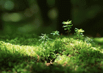 Datacraft Sozaijiten : New Foliage 