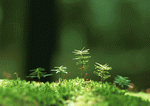 Datacraft Sozaijiten : New Foliage 