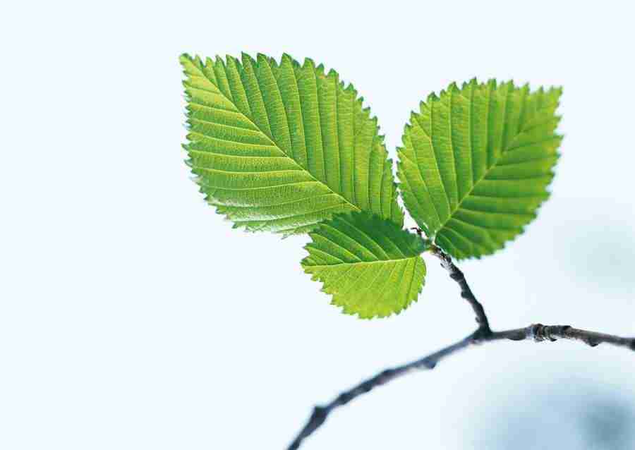 New Foliage - Datacraft Sozaijiten  ></a>
<script language=JavaScript> 
  var txt = 