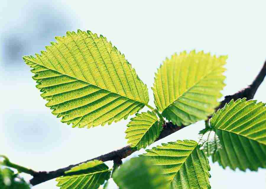 New Foliage - Datacraft Sozaijiten  ></a>
<script language=JavaScript> 
  var txt = 