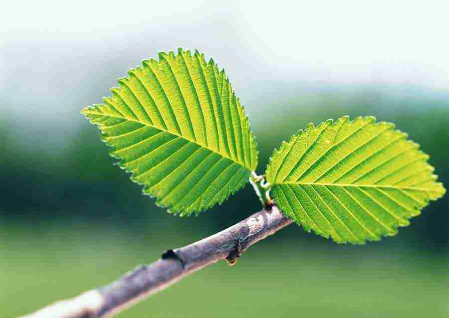 New Foliage - Datacraft Sozaijiten  ></a>
<script language=JavaScript> 
  var txt = 