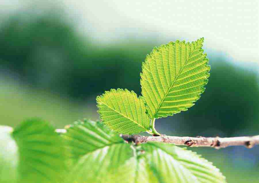 New Foliage - Datacraft Sozaijiten  ></a>
<script language=JavaScript> 
  var txt = 